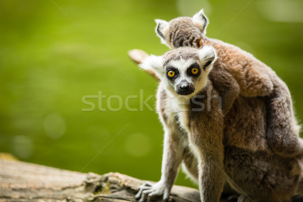 Lemur kata (Lemur catta) Stock photo © lightpoet