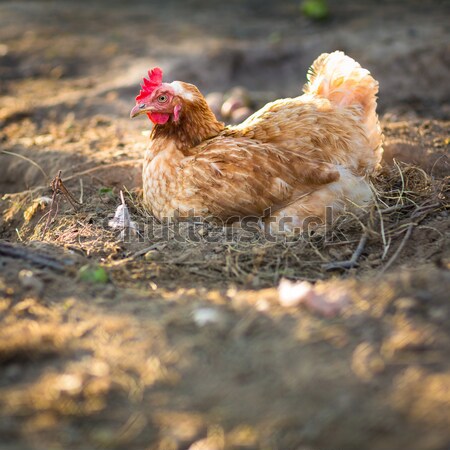 Kura oka charakter kurczaka gospodarstwa czerwony Zdjęcia stock © lightpoet