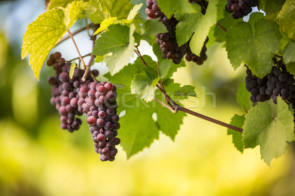 Large bunches of red wine grapes hang from an old vine Stock photo © lightpoet