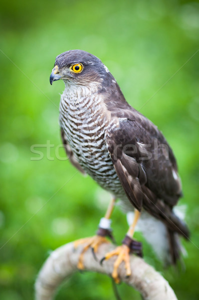 Hemel oog natuur achtergrond vogel dier Stockfoto © lightpoet