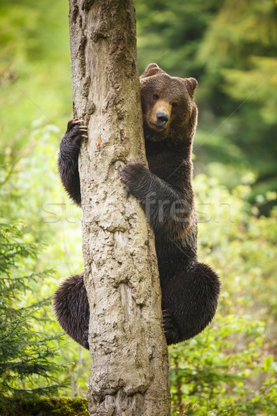 Braunbär Baum sunrise Porträt schwarz Welle Stock foto © lightpoet