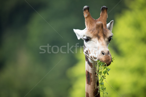 Giraffe (Giraffa camelopardalis) Stock photo © lightpoet