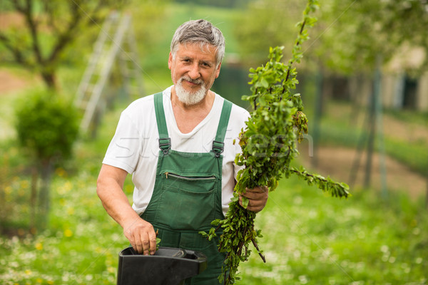 Idős férfi kertészkedés kert szín kezek Stock fotó © lightpoet
