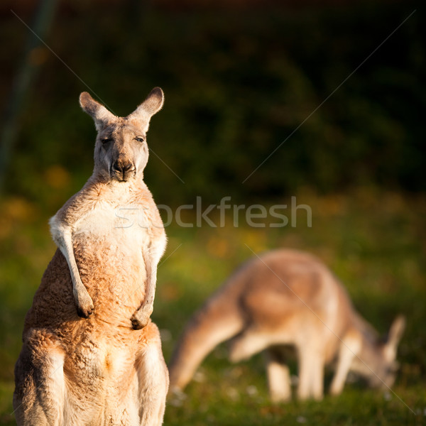 KANGAROO Stock photo © lightpoet