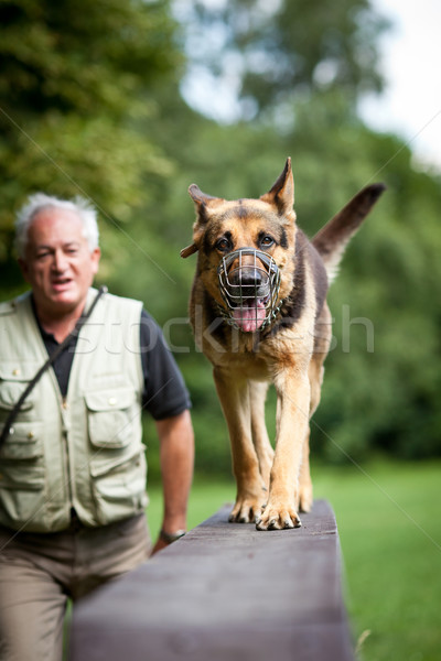 Master gehorsam Hund Hundetraining Zentrum Schäfer Stock foto © lightpoet