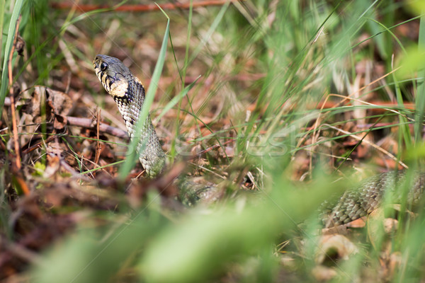 Grass snake (Aka Water snake; Natrix Natrix) Stock photo © lightpoet