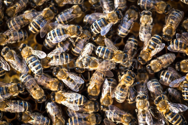 Makro atış arılar petek bahçe çerçeve Stok fotoğraf © lightpoet