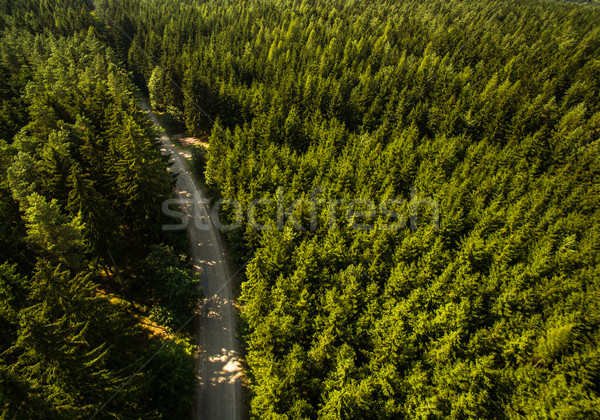 огромный дерево лес деревья зеленый Сток-фото © lightpoet