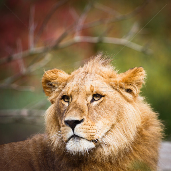 Közelkép portré fenséges szemek háttér oroszlán Stock fotó © lightpoet