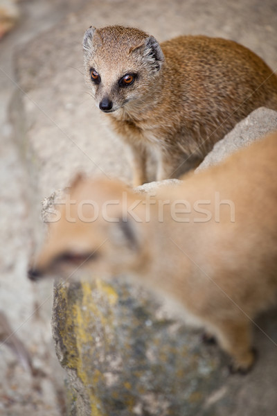 cute yellow mongoose  Stock photo © lightpoet