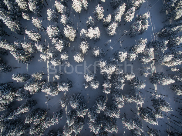 Stockfoto: Luchtfoto · winter · bos · bomen · gedekt · sneeuw