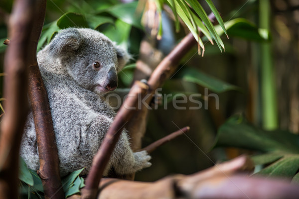 Koala árbol Bush verde naturaleza tener Foto stock © lightpoet