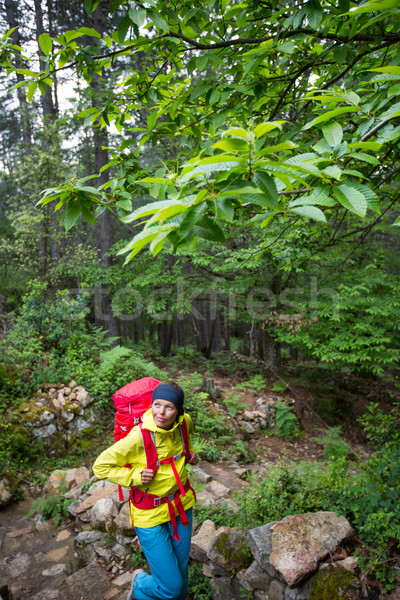 Pretty, young female hiker walking through a splendid old pine forest Stock photo © lightpoet