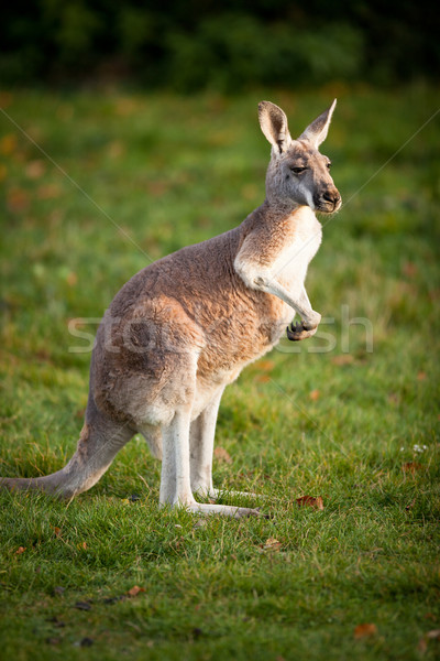 KANGAROO Stock photo © lightpoet