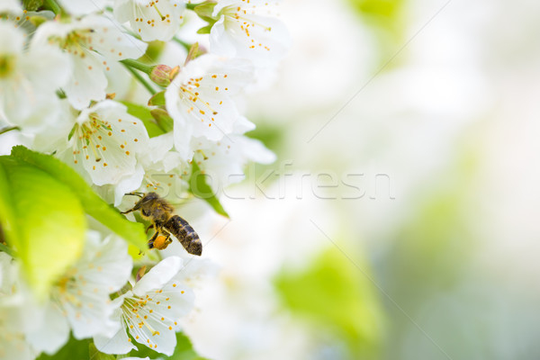 Miód pszczeli lotu wiśniowe drzewo ogród Zdjęcia stock © lightpoet