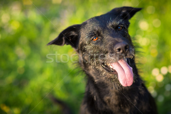 Cute dog outdoors against green lawn, looking cute with tongue o Stock photo © lightpoet