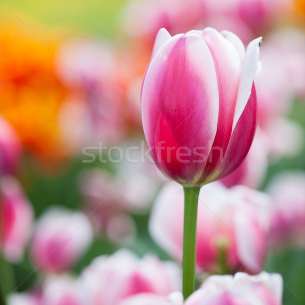 ストックフォト: 美しい · 開花 · チューリップ · 花 · 春 · 日照