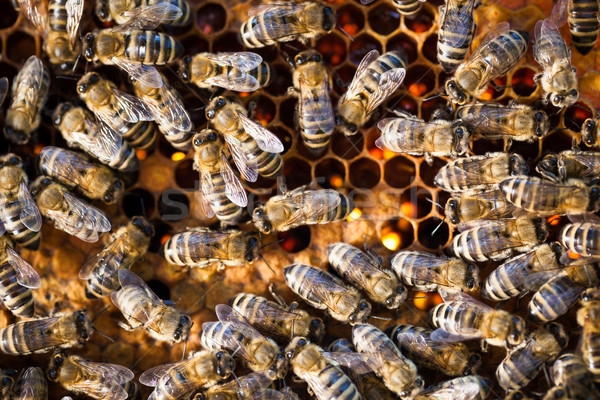 Makro erschossen Bienen Bienenwabe Garten Rahmen Stock foto © lightpoet