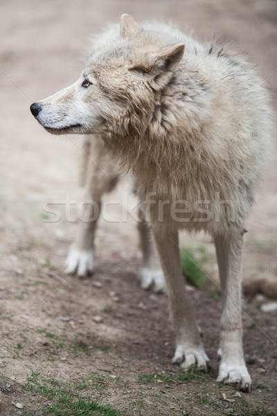 Stock foto: Arktisch · Wolf · polar · weiß · Porträt