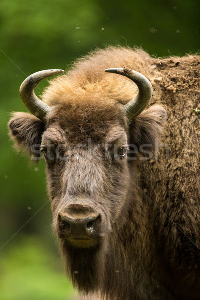 European bison (Bison bonasus) Stock photo © lightpoet