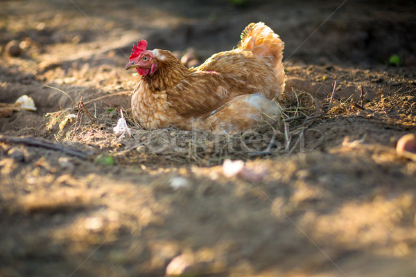Stock photo: Hen in a farmyard (Gallus gallus domesticus) 