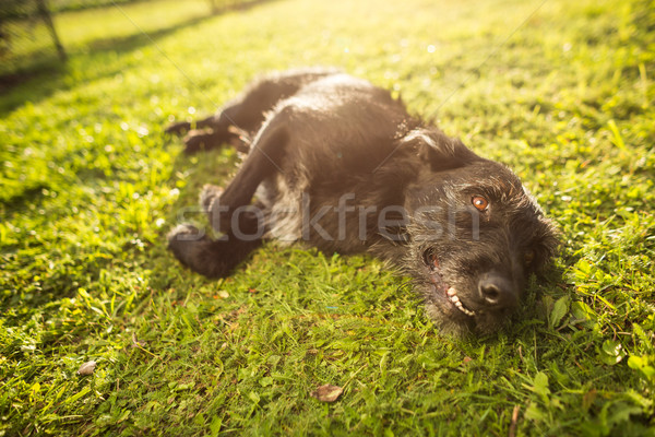 Cute dog lying in the grass in lovely late afternoon  Stock photo © lightpoet