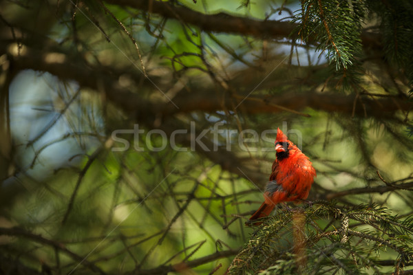 Northern cardinal (Cardinalis cardinals) Stock photo © lightpoet