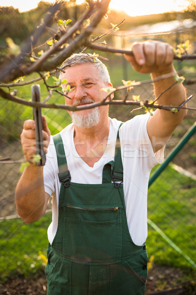 Portrait of a handsome senior man gardening in his garden Stock photo © lightpoet