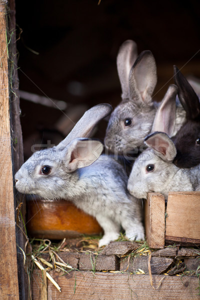 молодые Кролики из европейский кролик весны Сток-фото © lightpoet