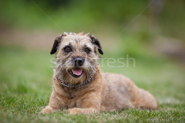 Stockfoto: Grens · terriër · sport · haren · achtergrond · groene