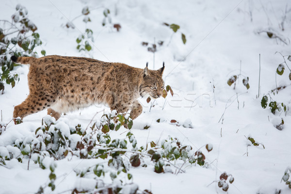 Eurasian Lynx (Lynx lynx) walking quietly in snow Stock photo © lightpoet