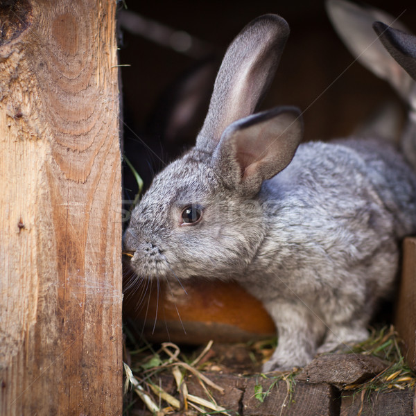 Young rabbits popping out of a hutch Stock photo © lightpoet