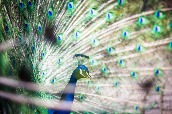 Splendid peacock with feathers out (Pavo cristatus)  Stock photo © lightpoet