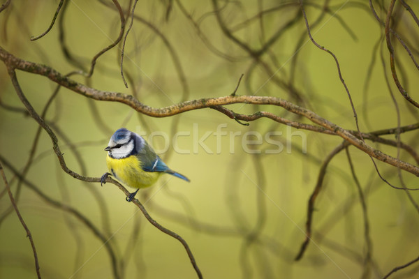 Tiny Blue tit on a feeder in a garden, hungry during winter Stock photo © lightpoet