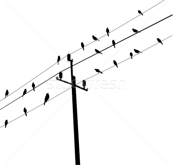 birds Stock photo © lilac