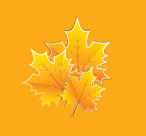 Maple leaf amarelo bordo folhas projeto folha Foto stock © lilac