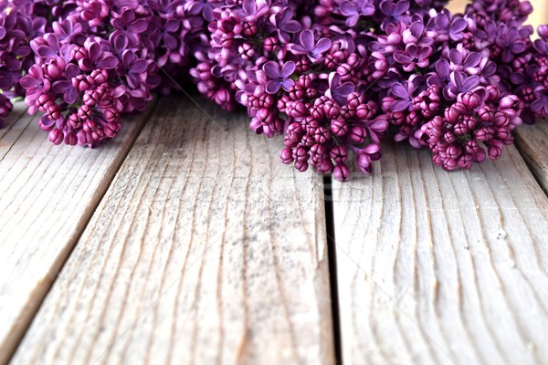 ライラック 花 画像 花 木製 ツリー ストックフォト © lilac