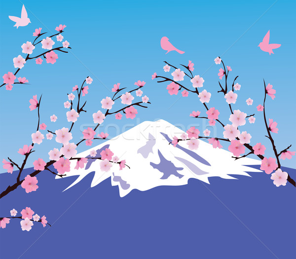 Cherry Blossom Stock photo © lilac