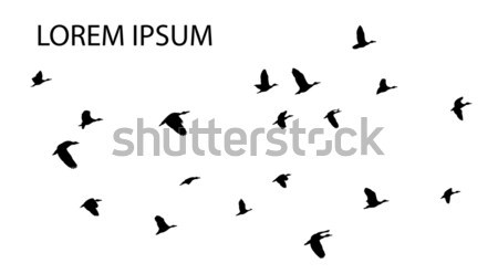 Birds  Stock photo © lilac