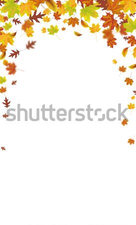 Stock photo: Autumn Foliage White Background Legal Upright Format