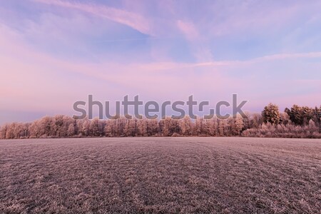 Frozen Morning Forest Stock photo © limbi007