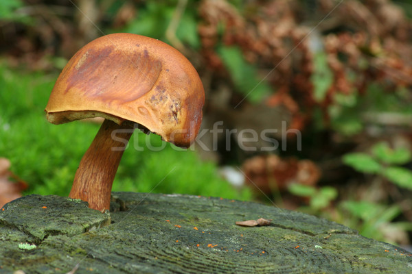 Bir mantar türü yenilebilir mantar gıda orman yeşil Stok fotoğraf © limbi007