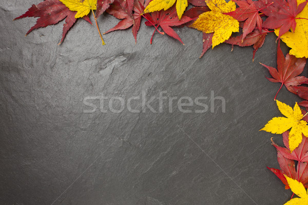 Tafel Laub Ahorn Herbst Blätter schwarz Stock foto © limbi007