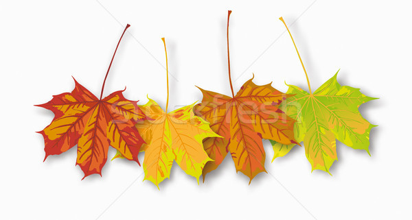 4 Autumn Maple Leaves  Stock photo © limbi007