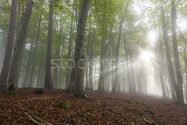 Forestales niebla verde madera amanecer Foto stock © limbi007