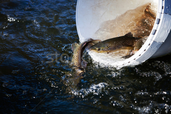 [[stock_photo]]: Brun · truite · poissons · ferme · seau · rivière