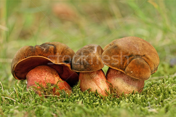 Bir mantar türü yenilebilir mantar gıda çim orman Stok fotoğraf © limbi007