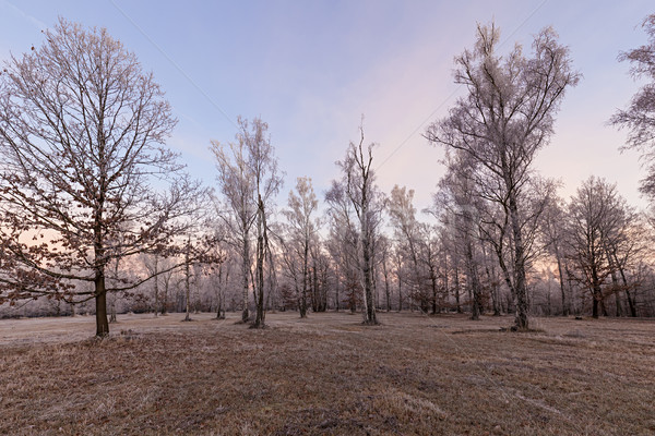 Frozen Trees Morning Glow Stock photo © limbi007