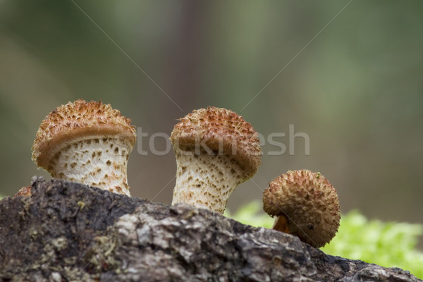 Armillaria Mellea Stock photo © limbi007