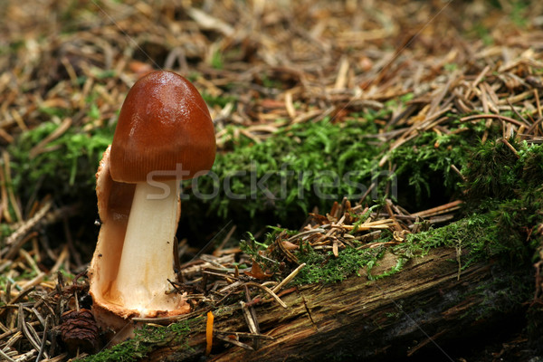 Amanita fulva - Tawny Grisette Stock photo © limbi007